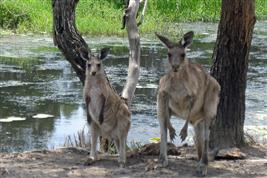 eastern grey kangaroo